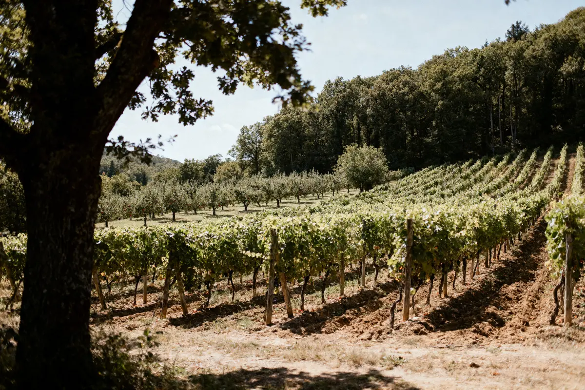 Vignoble panoramique avec rangées de vignes, arbres et forêt verdoyante en arrière-plan sous ciel bleu.