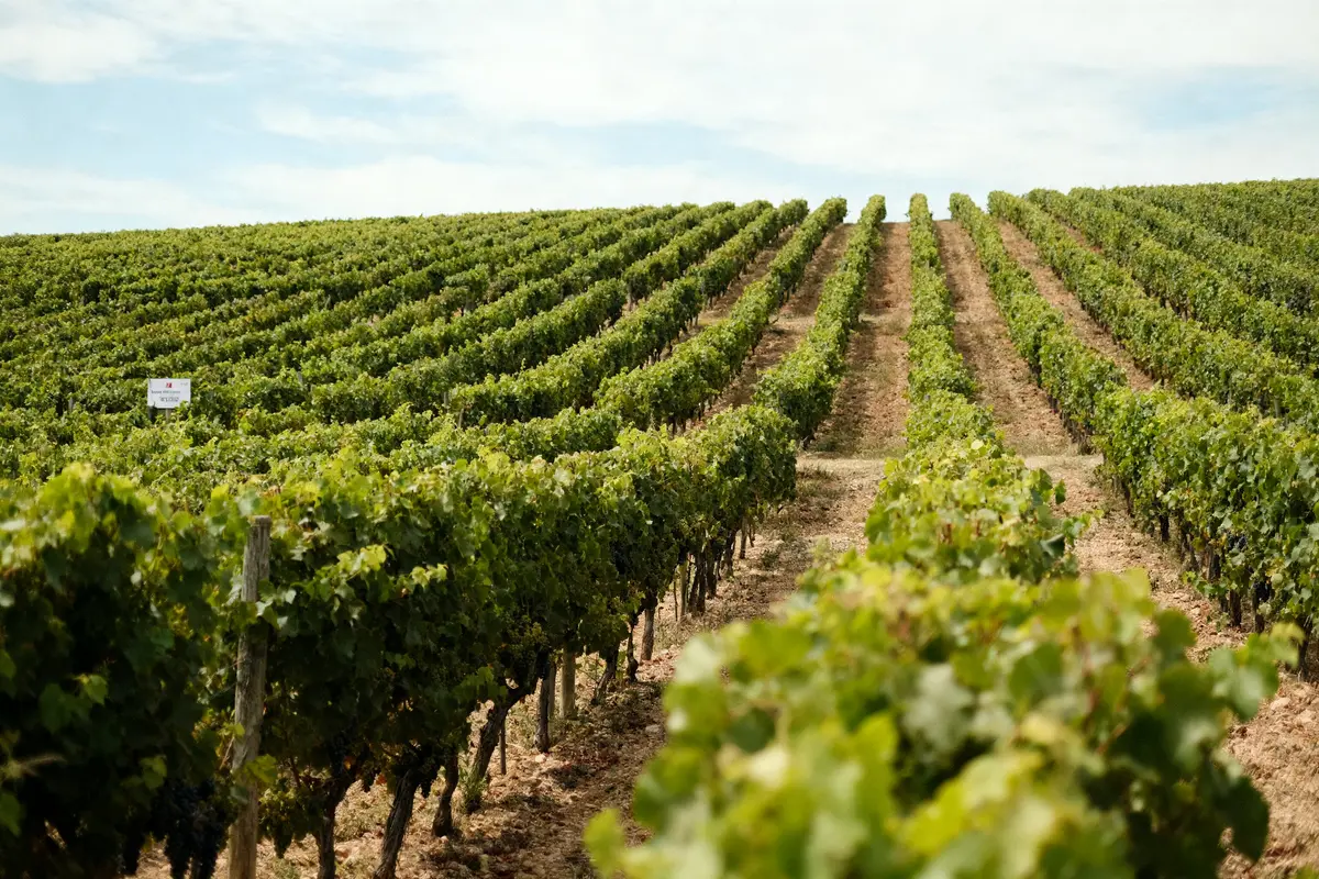 Vignoble ensoleillé avec rangées de vignes verdoyantes sous un ciel bleu lumineux.