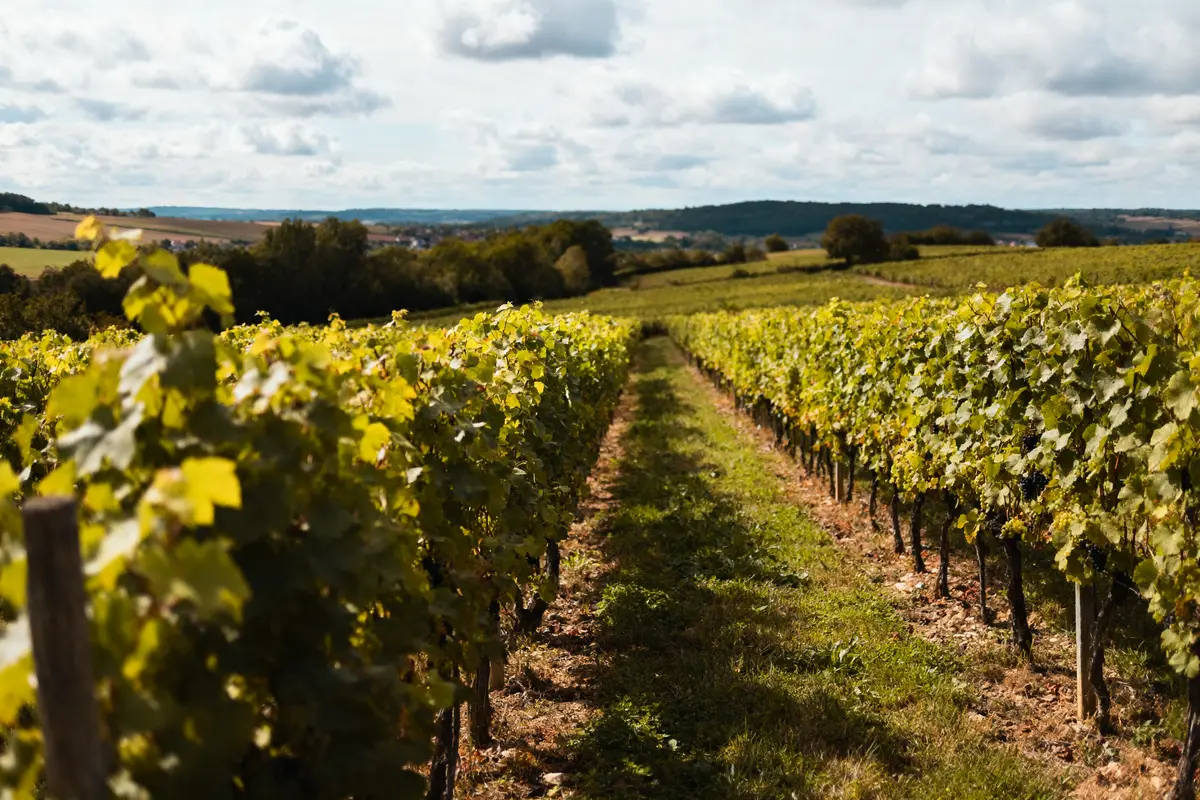 Rangées de vignes verdoyantes sous ciel nuageux dans paysage vallonné, campagne en arrière-plan.