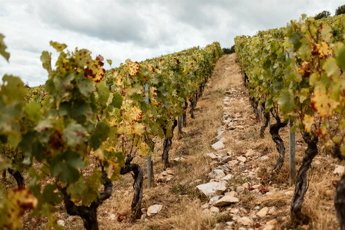 Rangée de vignes sur terrain pierreux, ciel nuageux à l'arrière-plan.