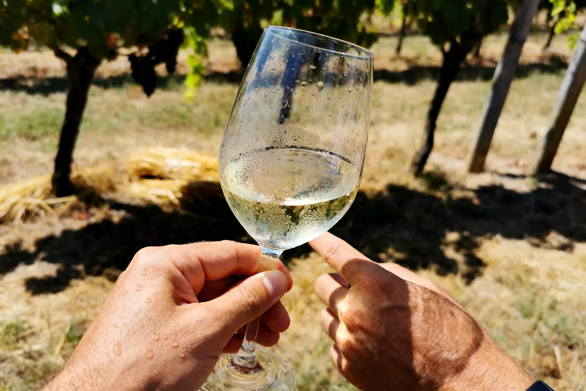 Deux mains tiennent un verre de vin blanc devant des vignes en arrière-plan ensoleillé.
