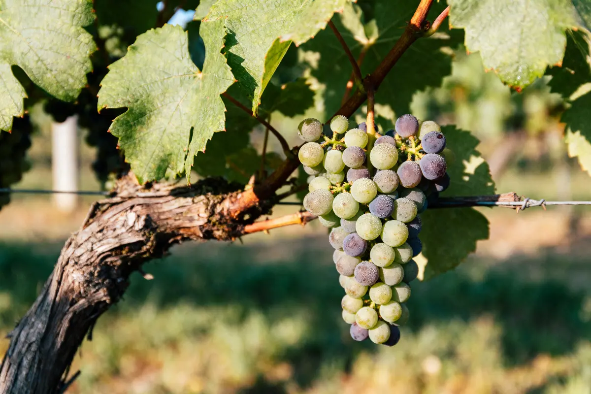 Pineau d’Aunis : Découvrez ce cépage rouge typique !
