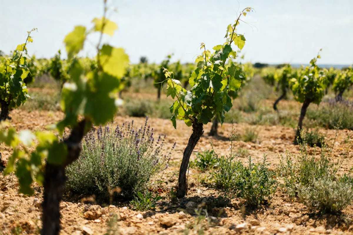 Vignes et lavande dans un champ ensoleillé, avec sol aride et ciel dégagé en arrière-plan.