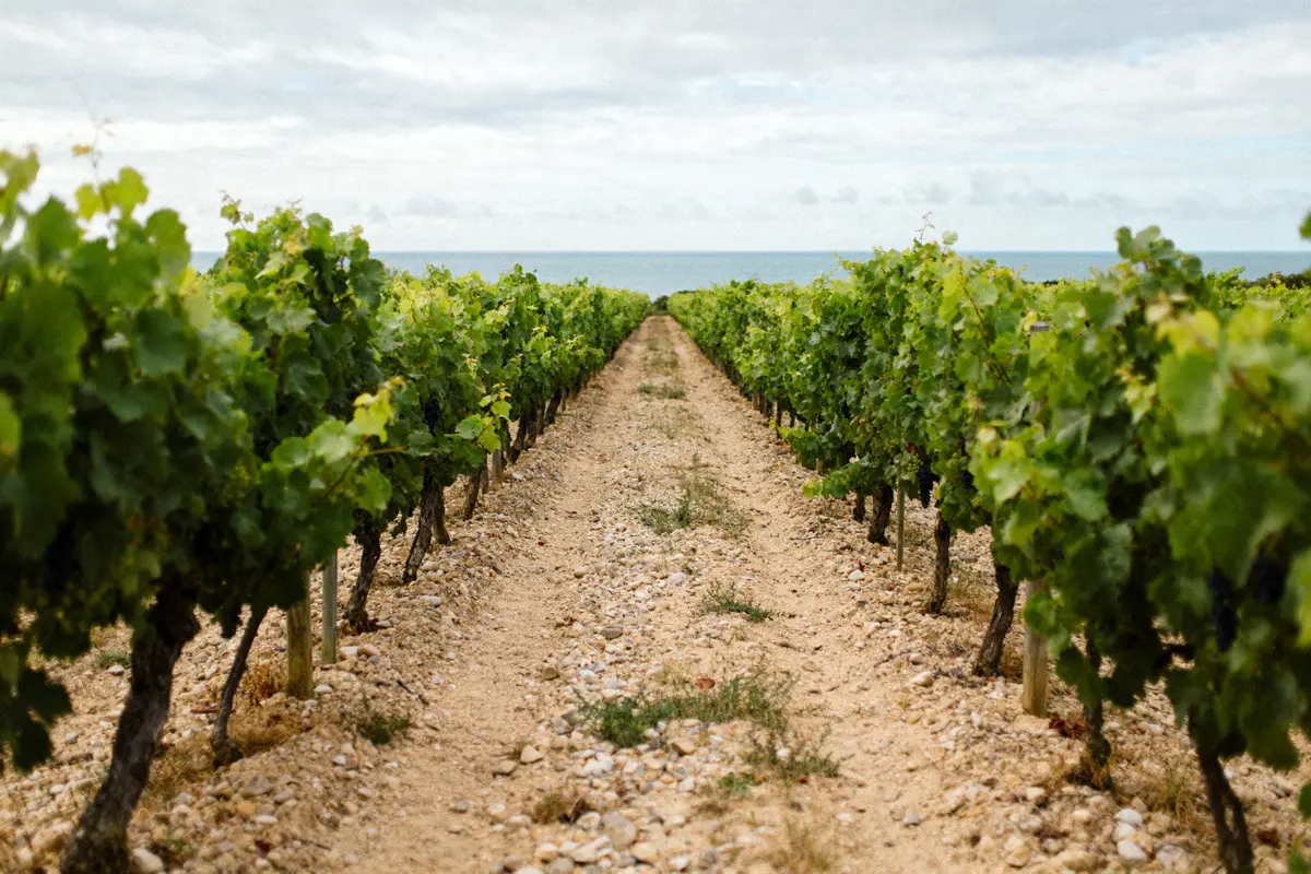 Saint Nicolas de Bourgueil : vins d’exception et terroir unique
