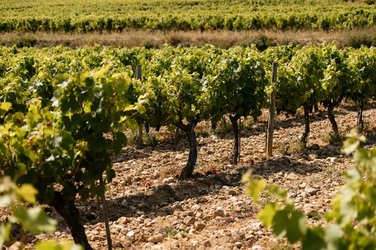 Smith Haut Lafitte : grand cru classé et restaurant étoilé à Pessac