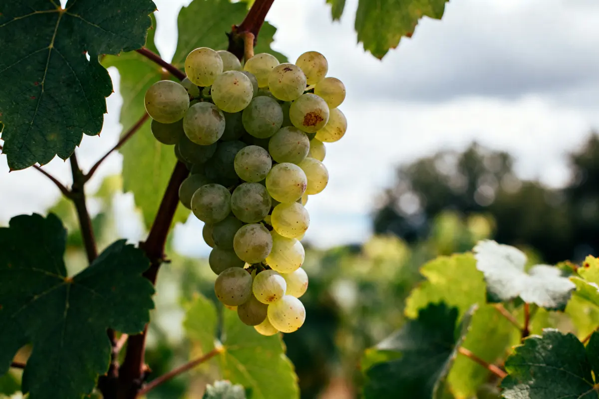 Cépage : découvrez les principaux vins et variétés essentielles