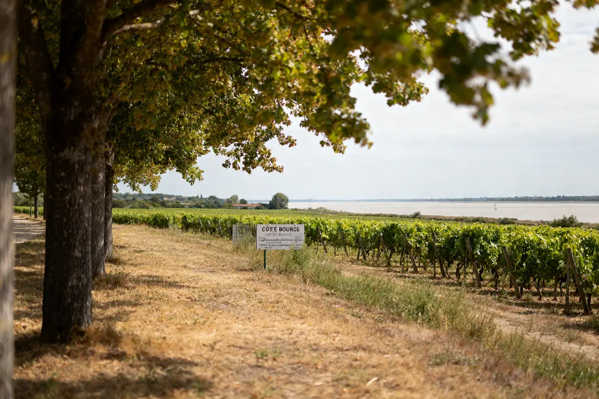 Côte de Bourg : guide essentiel des vins rouge AOC