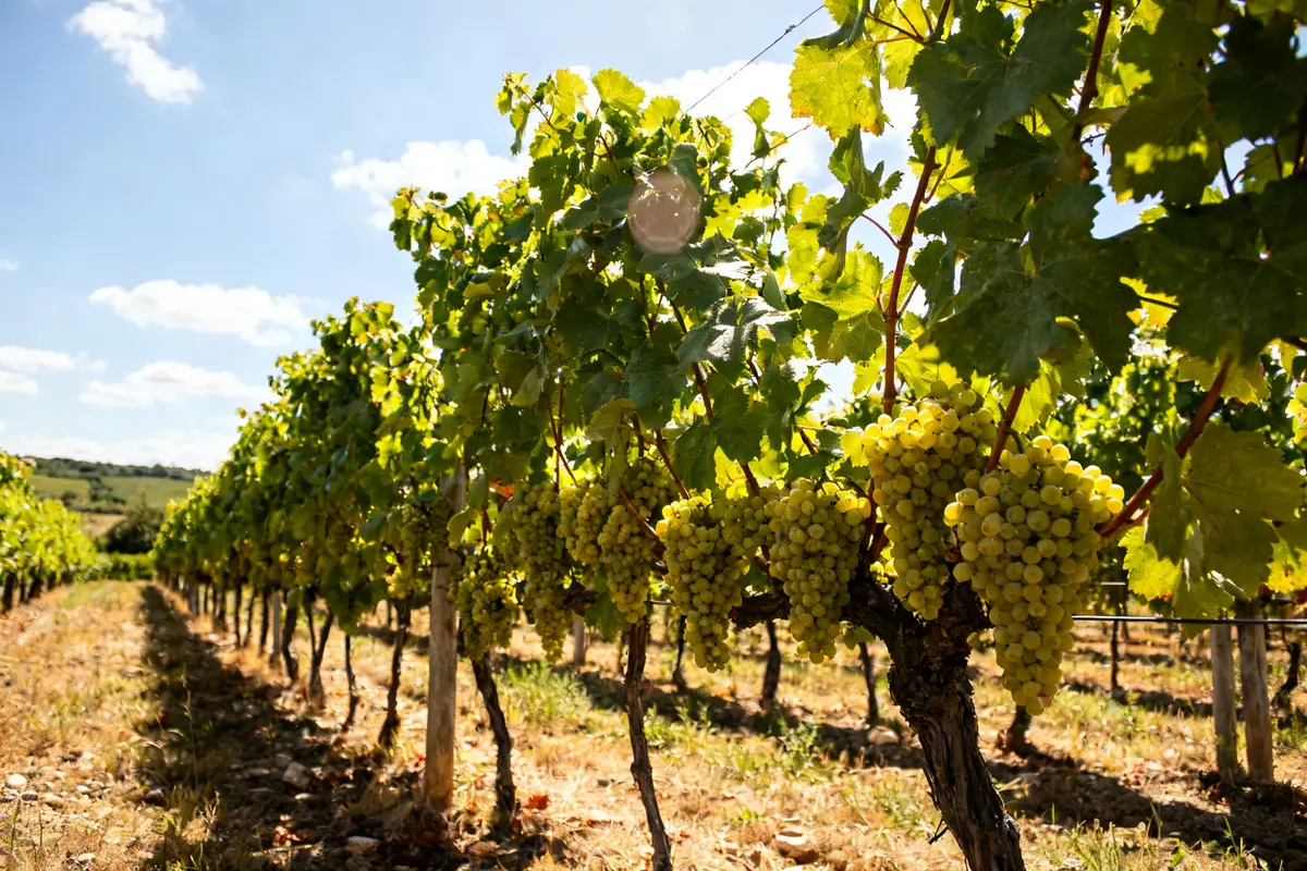 Sauvignon blanc : guide essentiel des meilleurs vins et cépages