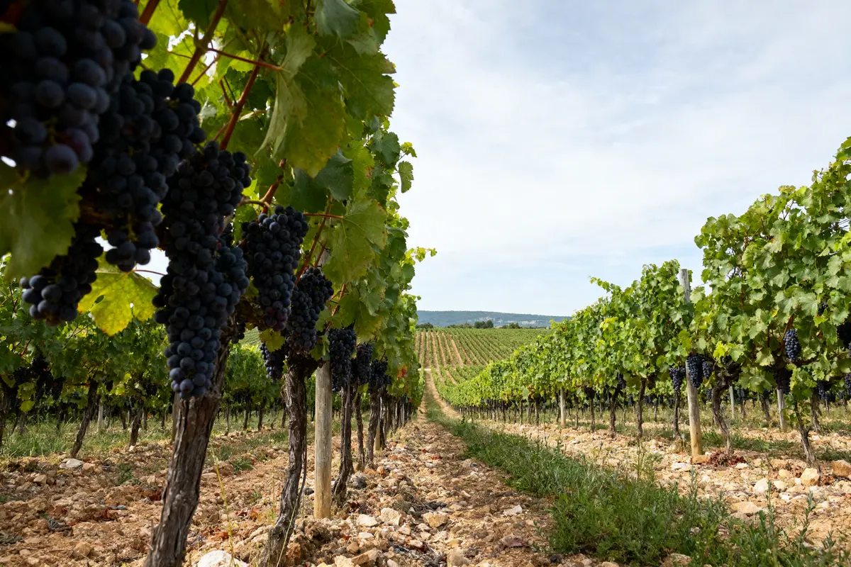 Découvrez Crozes-Hermitage AOC : Les meilleurs vins ?