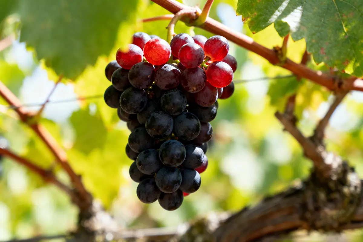 Cabernet Franc : Caractéristiques Et Meilleurs Vins !
