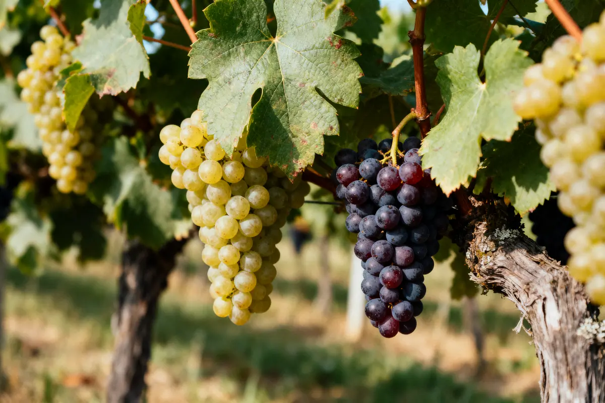 Cépages dans le Champagne : Découvrez les variétés incontournables !